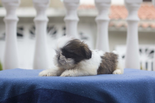 Shih Tzu Machos
