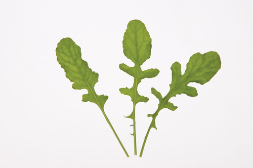 Imagem 1 de 8 de Rucula Cultivada Baby Leaf Hortaliças Ervas Sementes P/mudas