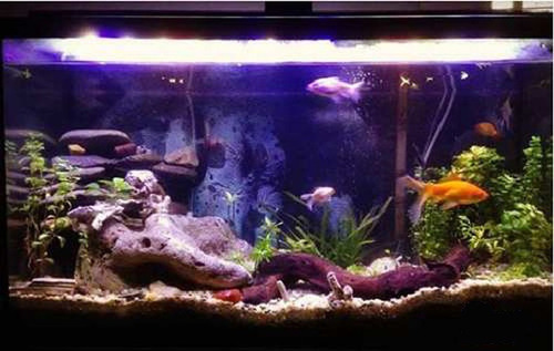Presupuesto Lampara Barra Led Acuario 80cm 75w 4.600 Lm