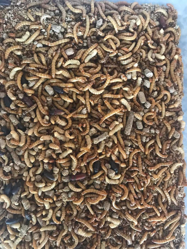 Imagem 3 de 3 de 200 Larvas Vivas De Tenébrio Molitor