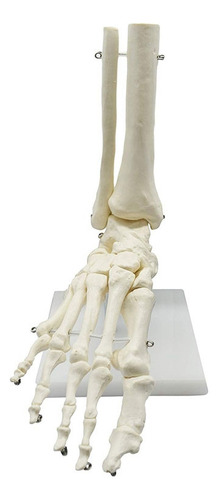 Modelo De Anatomía Del Pie De Esqueleto Humano 1:1, Pie Y To