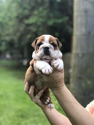 Perros Cachorros Bulldog Inglés Bull Dog Ingles Perritos 