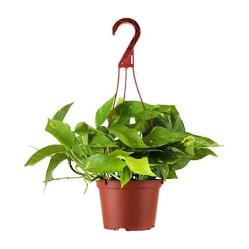 | Colección Vining | Planta De Pothos Ivy Del Diablo, ...