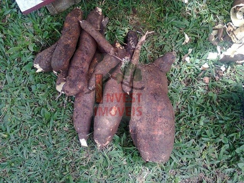 Imagem 12 de 13 de Terreno - Ref: 3271 - V-3271