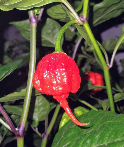 Salsa De Ajíes Carolina Reaper X 100cc.