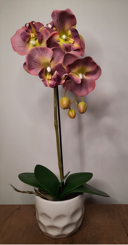 100 Semillas De Orquídea Color Café ( Germinación Rápida )