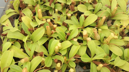 Planta Carnívora Nepenthes Ventrata 10 Unidades