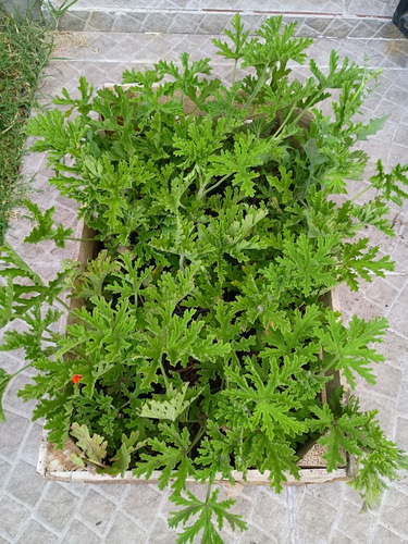 Citronela, Belgata, Citronella, Geranio Limón E4
