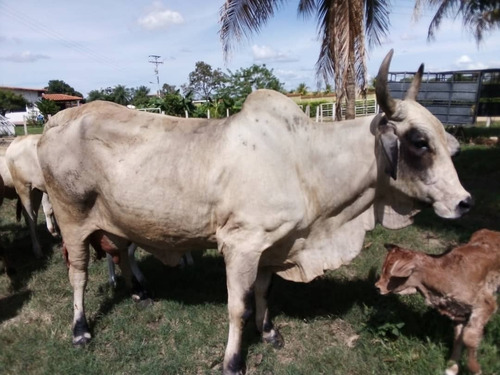 Estado Barinas Se Vende Finca Ganadera Yep11