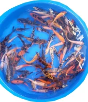 Comprar Carpas Koi 8cm
