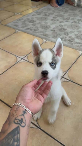 Husky Se Vende Husky 2meses Y Medio Con Chip Incluido