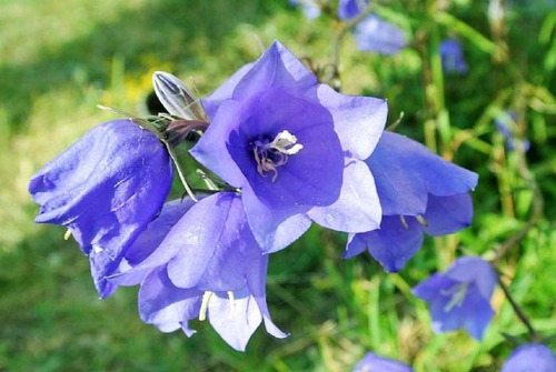 Semillas De Campanula De Los Carpatos Campanitas Azules