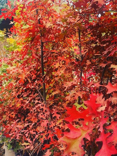 Imagen 2 de 3 de Quercus Palustris Roble, Roble Rojo 3/3.5mts