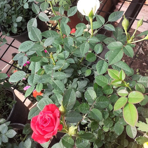 Rosa Rococo, Rosal Arbustivo M14