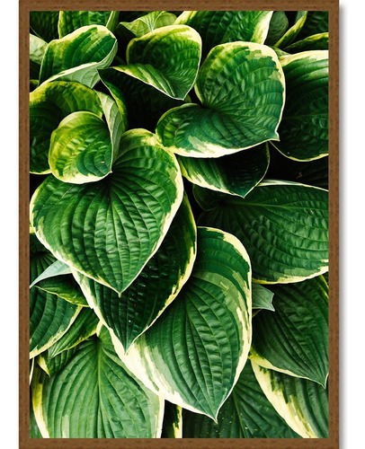 Quadro Decorativo 30x42cm - Folhagem Planta Hosta