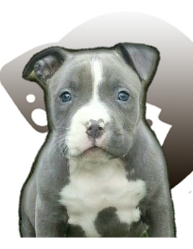 Cachorro Pitbull Blue Perro Con Pedigree