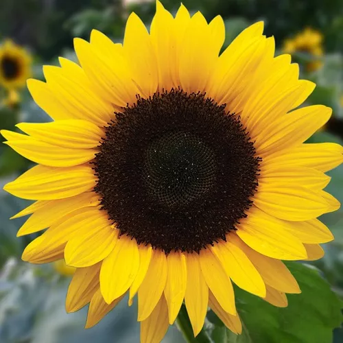 Semillas De Girasol Gigante Siembra Cultiva Tu Propio Jardin