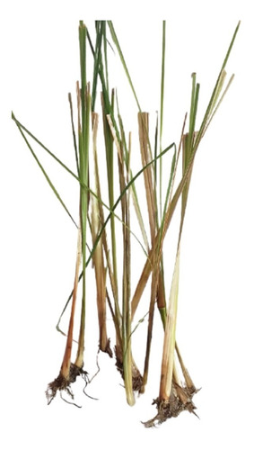 Plantulas De Vetiver (5 Piezas)