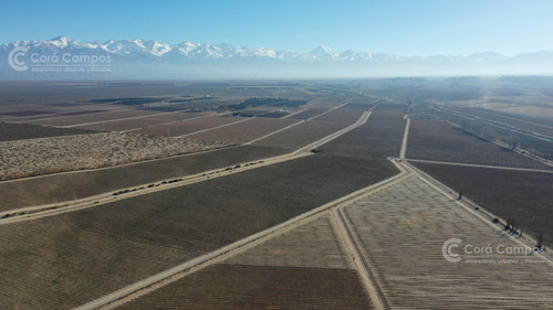 Se Vende Finca En Valle De Uco Mendoza. 300 Ha De Viñedo En Producción Unicas. Lo Mejor