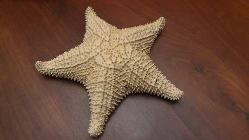Imagen 4 de 7 de Estrella De Mar Natural Grande 32 Cm De Mexico