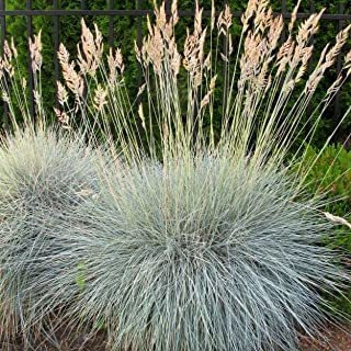 Outsidepride Semilla De Hierba Ornamental Blue Fescue 5000 S