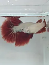 Comprar Peixe Betta De Linhagem Casal Red Dragon Long Taill