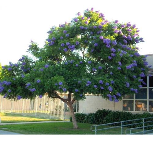 Jacaranda De Aprox 2 Mts En Maceta - Vivero Kirken