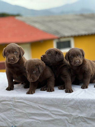 Cachorros Labrador Chocolate 