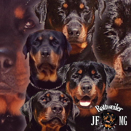 Filhotes De Rottweiler Jf Mg