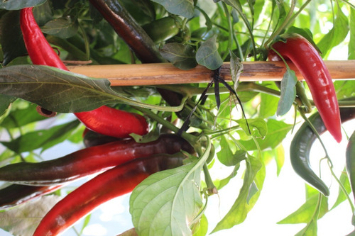 Imagen 3 de 4 de Semillas Ají Dulce - Pimiento Raro X Sobre Huerta