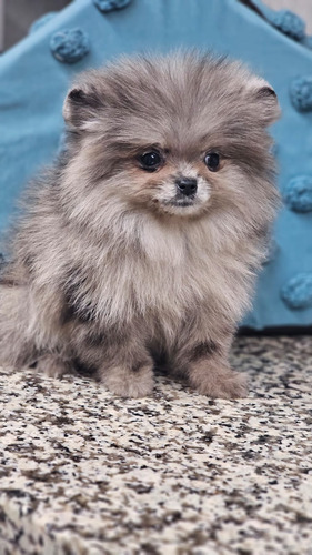 Pomerania Exótico Merle Merle