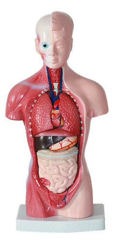 Modelo De Cuerpo De Torso Humano De 11 Pulgadas, Anatomía In