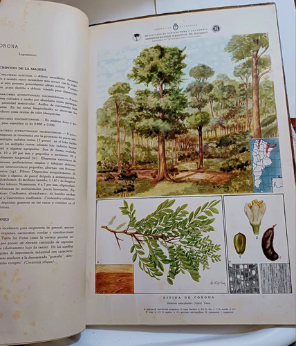 Árboles Forestales Argentinos Edicion Original: 48x34 Cm.