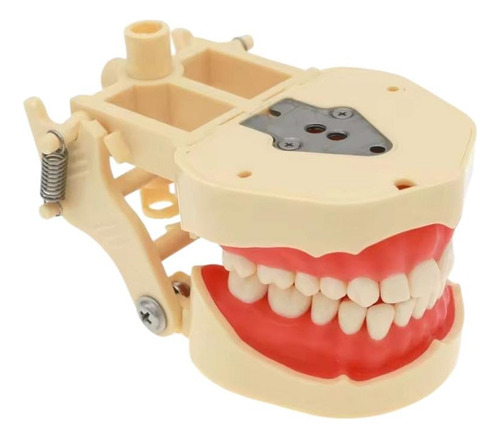 Tipodonto Replica De Frasaco Ana-4 Original 28 Dientes