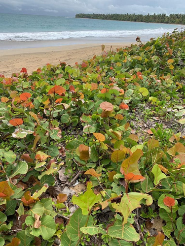 Amplio Terreno En Miches Frente A La Playa