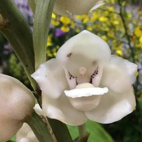 Peristeria Elata Exótica Coleção Muda Pequena Orquídea Pomba