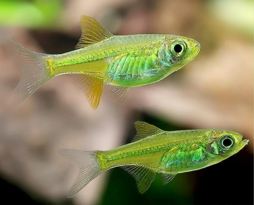 Rasbora Neon Verde ( Microdevario Kubotai ) Pact Com 10