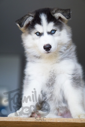 Cachorros - Siberiano Husky - Aceptamos Visa - Mascotas -