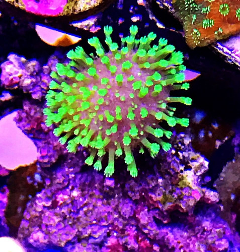 Coral Sarcophyton Verde Radioactivo