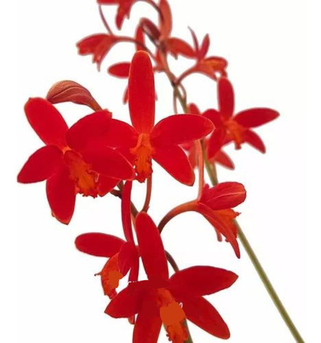Orquídea Laelia Milleri Planta Adulta Flor Vermelha