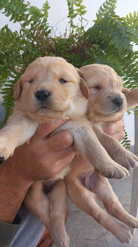 Imagem 3 de 5 de Golden Retriever Super Promoção