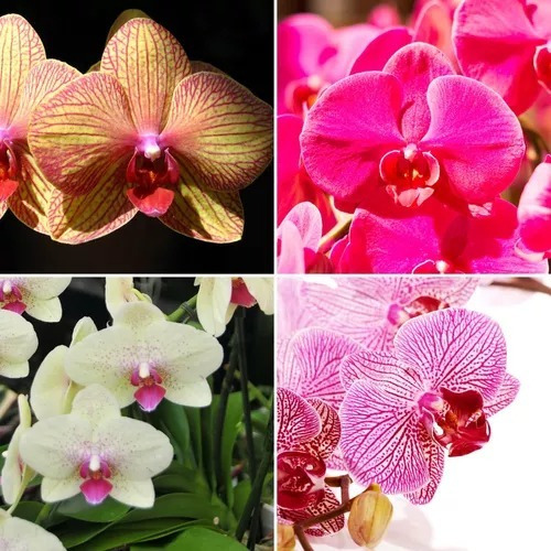 250 Semillas De Orquídea Variada Exótica