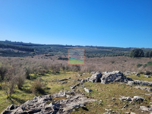 Imagen 20 de 20 de 33 Hás De Campo Lavalleja