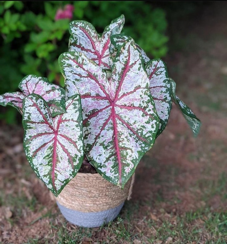 1 Muda Do Tão Sonhado Caladium Americano Celebration 