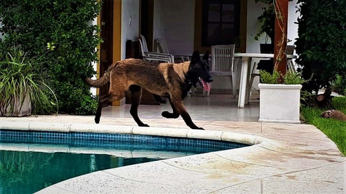 Pastor Belga Malinois