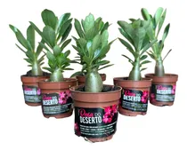 Comprar 15 Mudas De Rosa Do Deserto Dobradas Triplas Simples Bem Emb