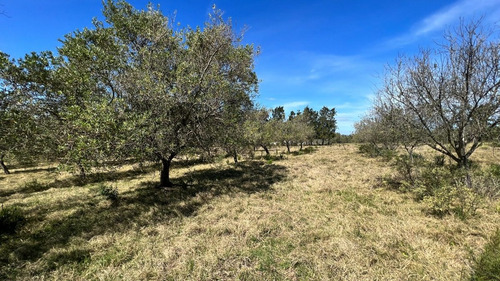 Imagen 16 de 20 de Chacras Financiadas En Pan De Azúcar. Terra Oliva