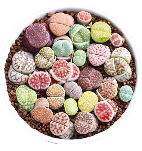 100 Sementes Cactu Lithops Pedra Viva Flor Mudas Rosa Cactos