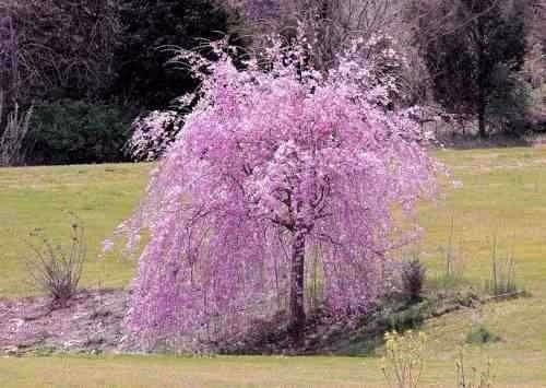 Cerezo Japones Lloron Semillas Exoticas