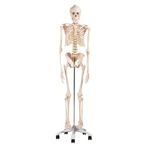 Modelo Anatómico De Esqueleto 180 Cm